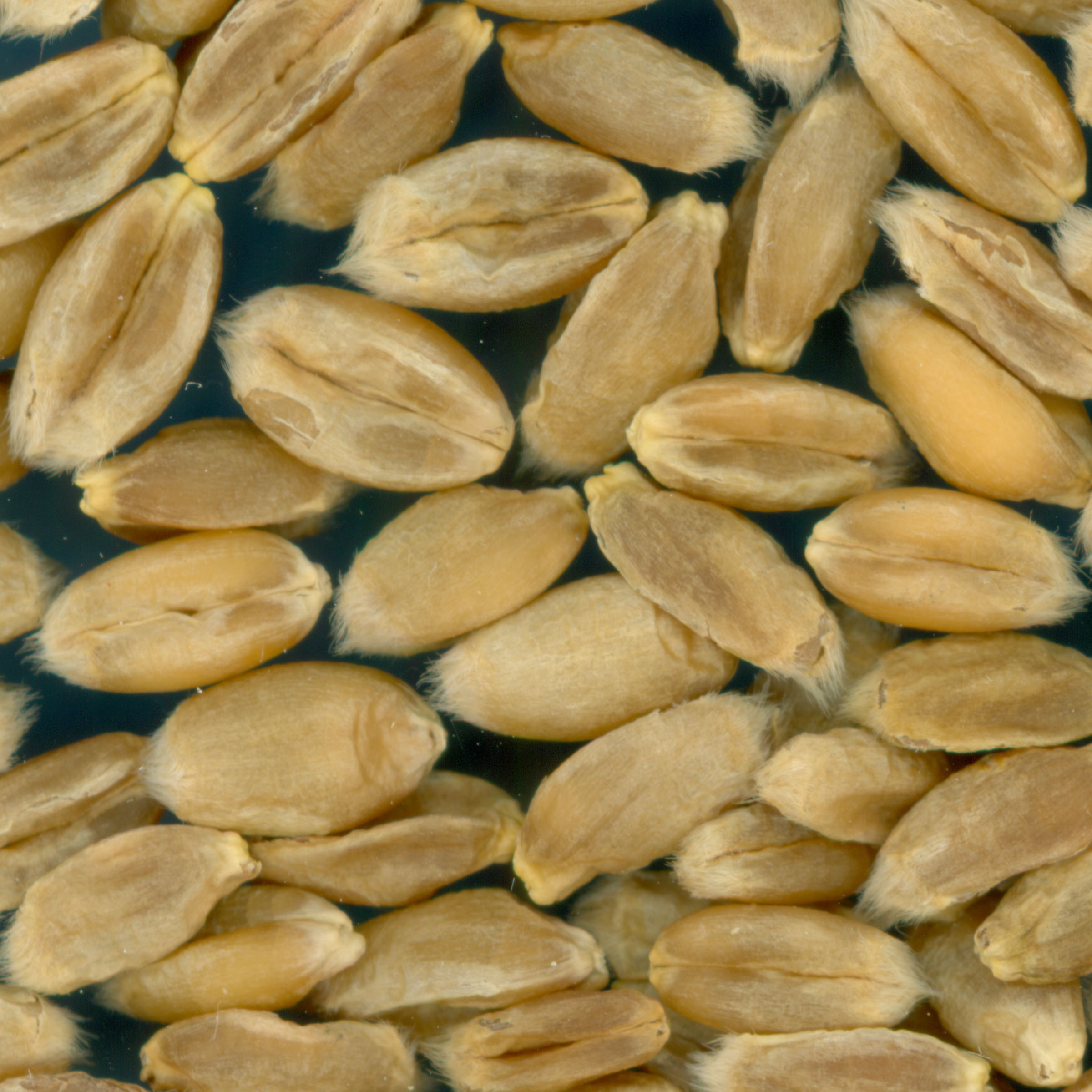 KERNELS